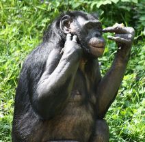 487px-bonobo4_cincinnatizoo1